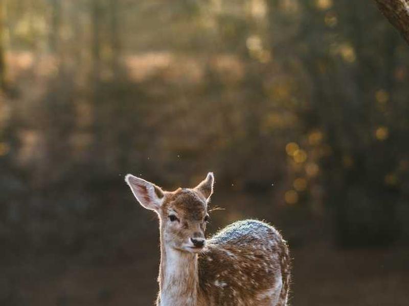 2. Mental Fortitude: Cultivating Resilience in a Hyper-Connected World