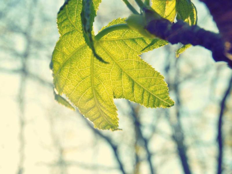 Sustainability as a Non-Negotiable Core Business Driver