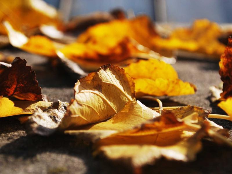 Cultivating a Future-Ready Workforce: Beyond Remote Work