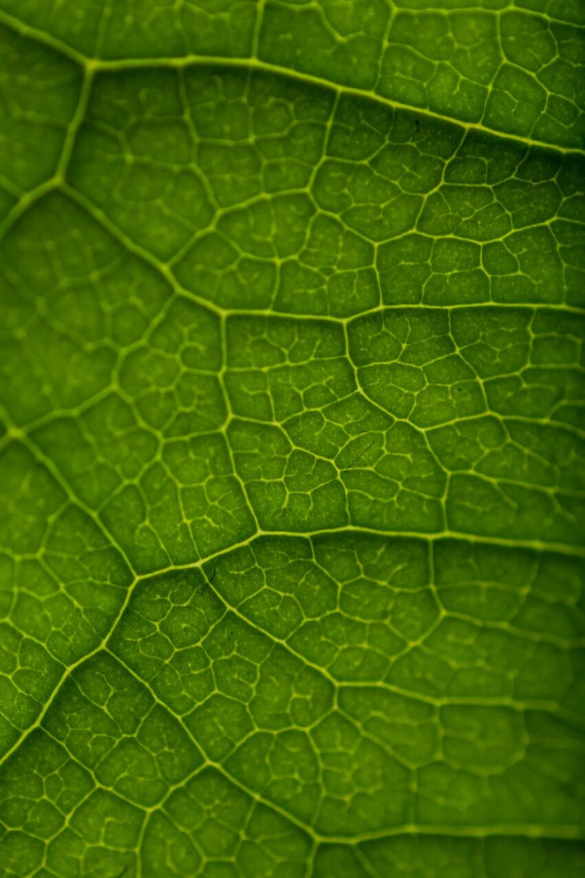 Detailed macro shot highlighting the intricate pattern of green leaf veins.