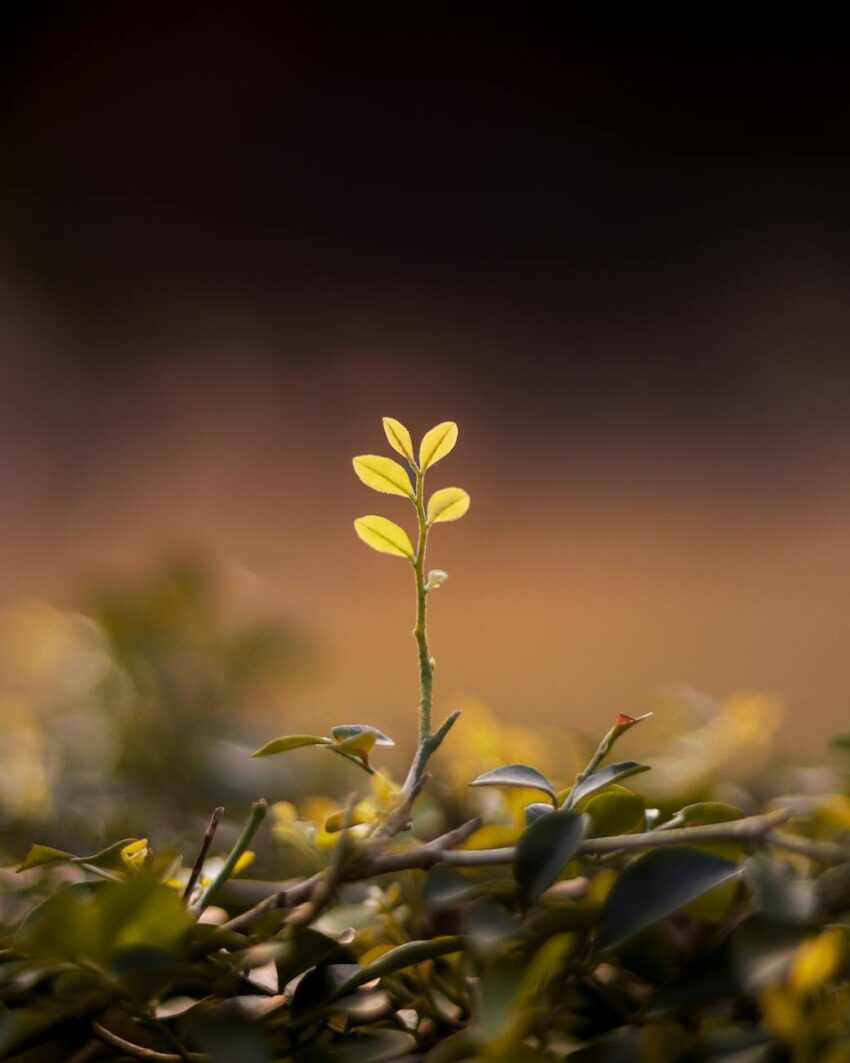 Vibrant green plant sprout emerging with blurred background, highlighting nature's new beginnings.