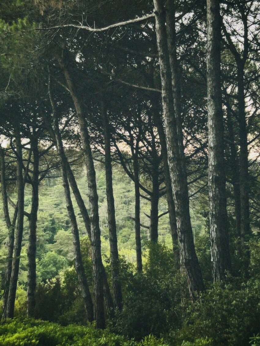 A tranquil forest scene with tall trees and lush greenery exuding natural beauty.