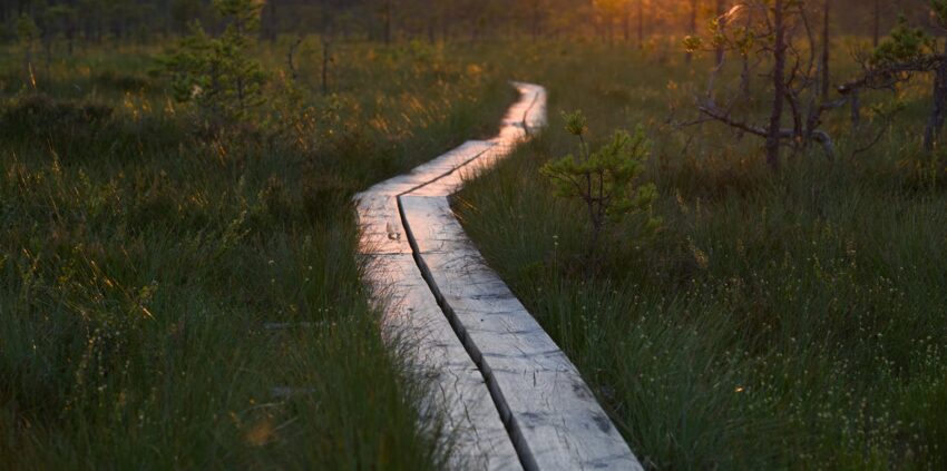 A scenic wooden boardwalk winding through a lush wetland, captured at sunset with warm tones.