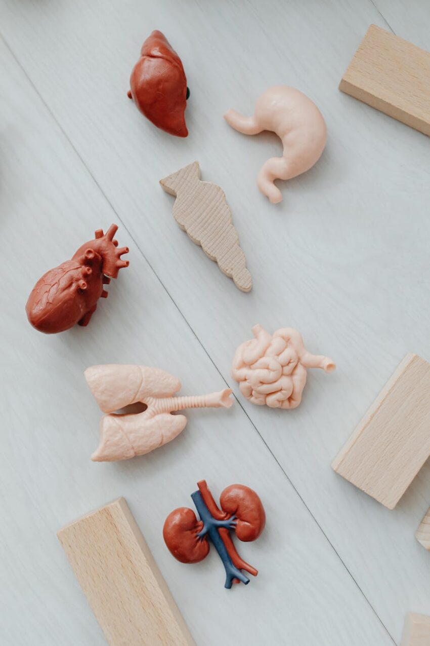 Flat lay of educational toy models of human organs for anatomy learning.