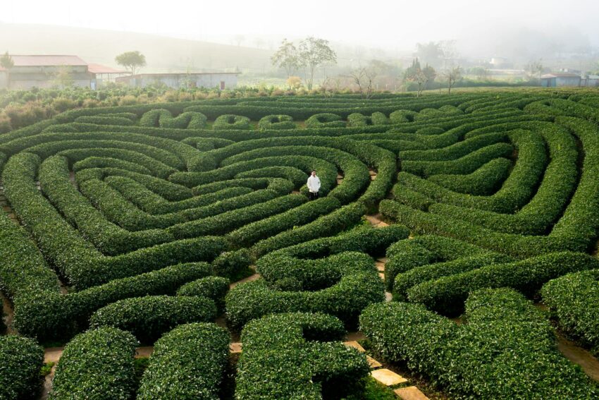 Explore a captivating aerial view of a green hedge maze with a person at the center.