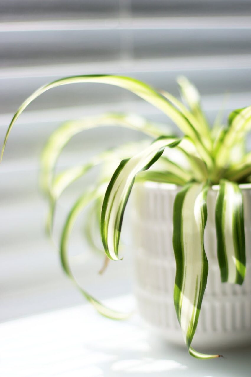 A vibrant spider plant in a white pot, placed on a windowsill with sunlight streaming in.
