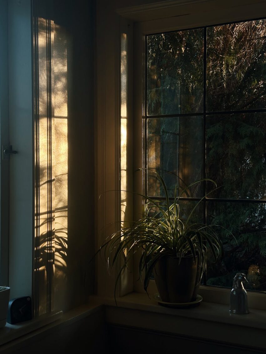 Sunlit plant by window casting beautiful shadows in a serene indoor setting.