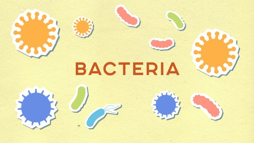 From above of decorative paper appliques with Bacteria title among assorted cells on light background